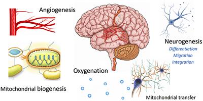 Editorial: Hyperbaric oxygen and the brain